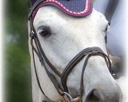 Springpferd Wolant (Polnisches Warmblut, 2003, von Hewir)