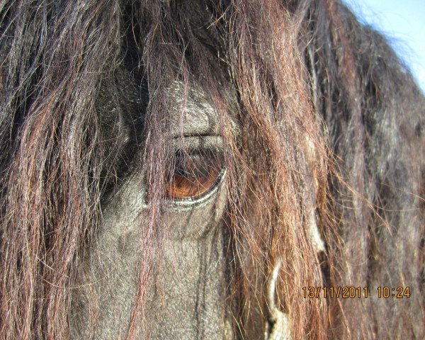stallion Jorrit (Friese, 1995, from Nykle 309)