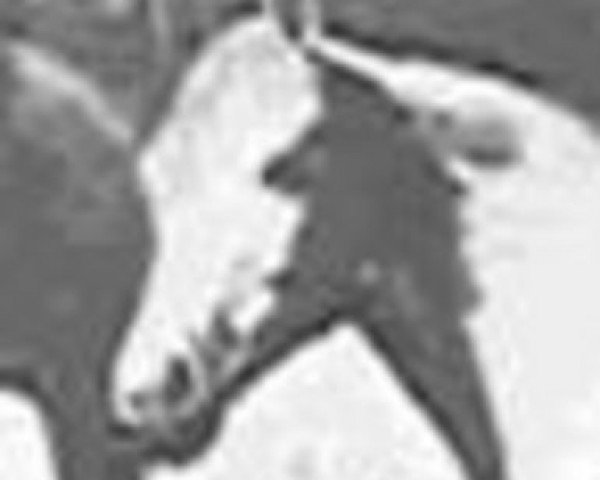 broodmare Namilla EAO (Arabian purebred, 1937, from Algol ox)