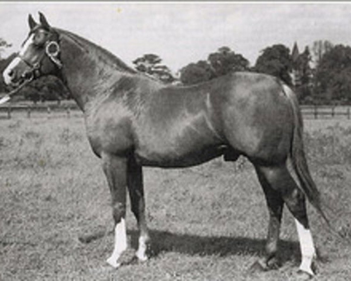 stallion Mikeno 1949 ox (Arabian purebred, 1949, from Rissalix EAO)
