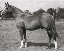 stallion Mikeno 1949 ox (Arabian purebred, 1949, from Rissalix EAO)