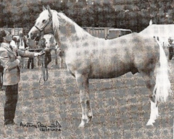 stallion Zalaman (Arab half breed / Partbred, 1977, from Manzala ox) stallion Zalaman (Arab half breed / Partbred, 1977, from Manzala ox)