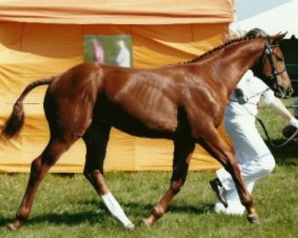 horse Rubin (German Warmblood, 2009, from Top Champy)