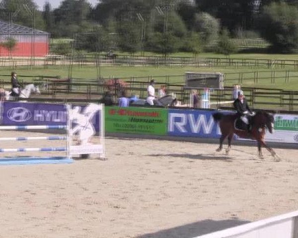 Springpferd Frederik 108 (Belgisches Warmblut, 2005, von Perhaps van het Molenvondel)