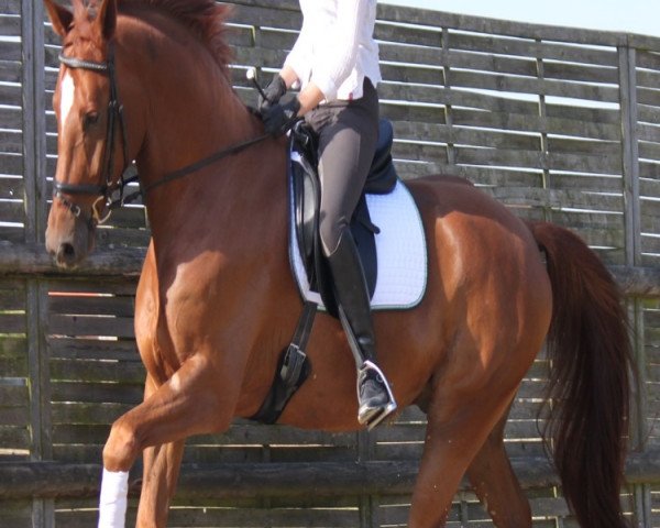 dressage horse Filius Ludwig (Rhinelander, 2007, from Feiner Ludwig)