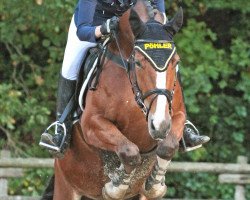 Springpferd Merlin 1728 (Westfale, 2007, von Monte Bellini)
