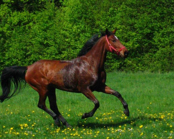 horse Carlotta de Baey (Westphalian, 2003, from Charon)