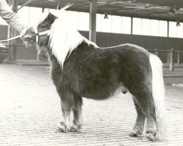 Deckhengst Gradus van Dekema (Shetland Pony, 1971, von Thomas van Stal Rodichem)
