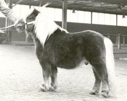 stallion Gradus van Dekema (Shetland Pony, 1971, from Thomas van Stal Rodichem)