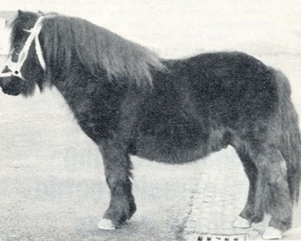 stallion Stanley v. St. Rodichem (Shetland Pony, 1959, from Spotlight of Marshwood) stallion Stanley v. St. Rodichem (Shetland Pony, 1959, from Spotlight of Marshwood)