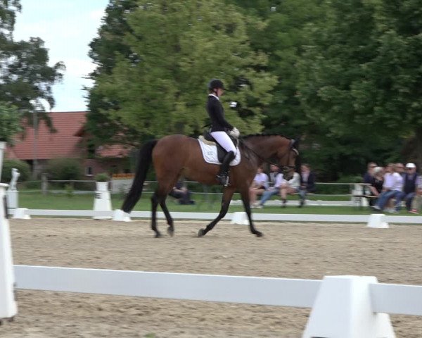 Reitturnier Hille 2022