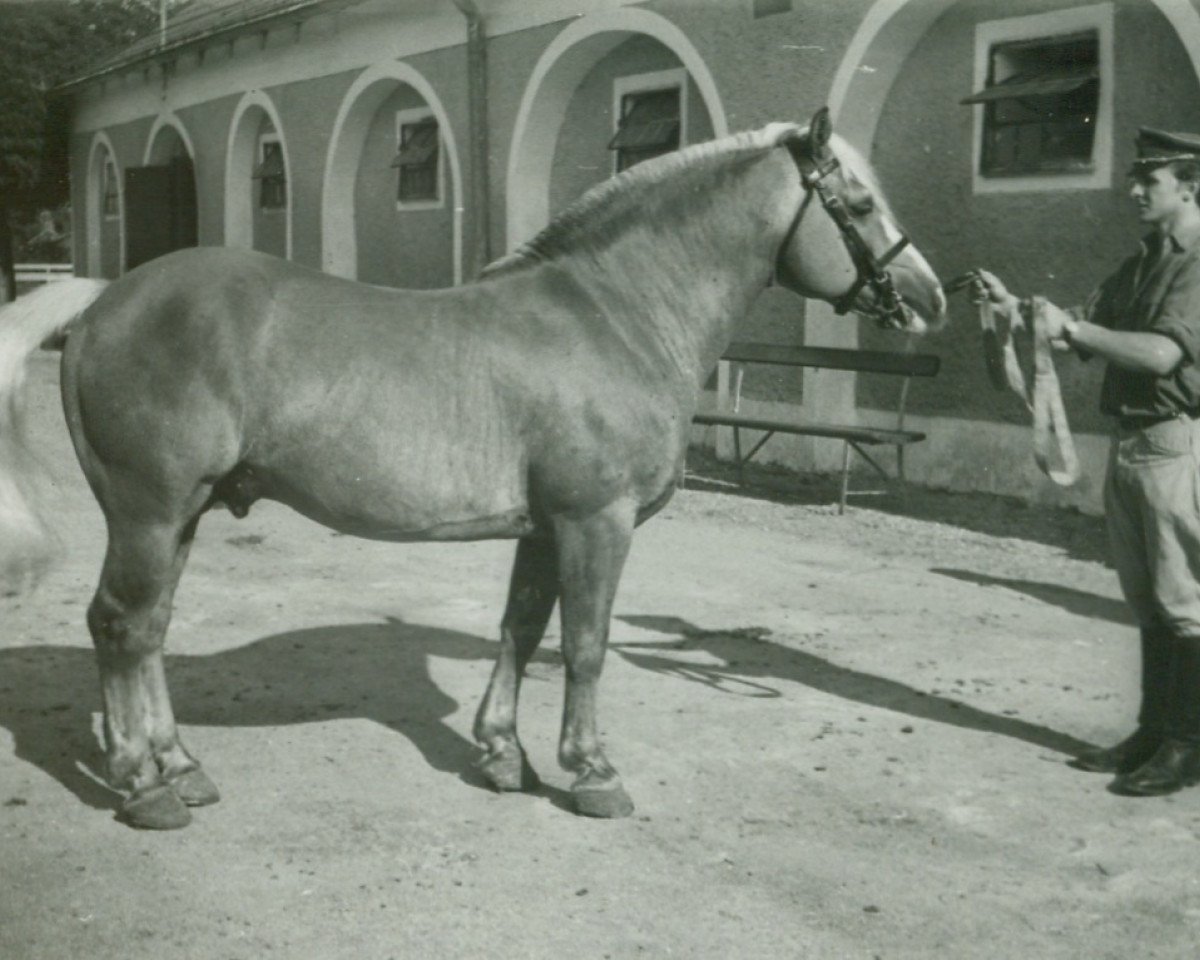 Deckhengst 1582 Monarch (Haflinger, 1948, von 850 Mordskerl)