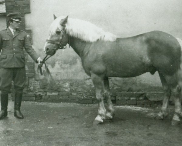 stallion Mareit (Haflinger, 1958, from 251 Merkur)