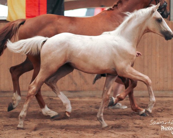 horse Mariebell (German Warmblood, 2020, from Milky Way GF)