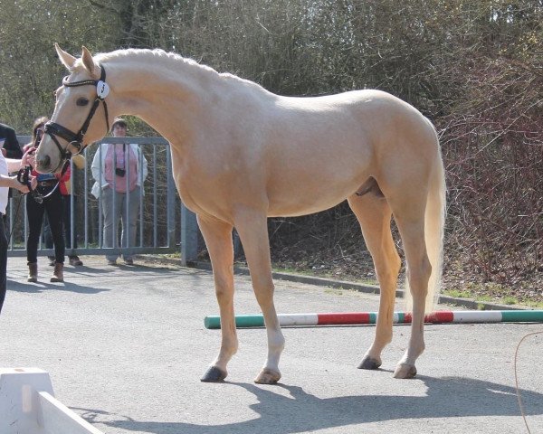 stallion Magic Wizard R (German Warmblood, 2019, from Milky Way GF)