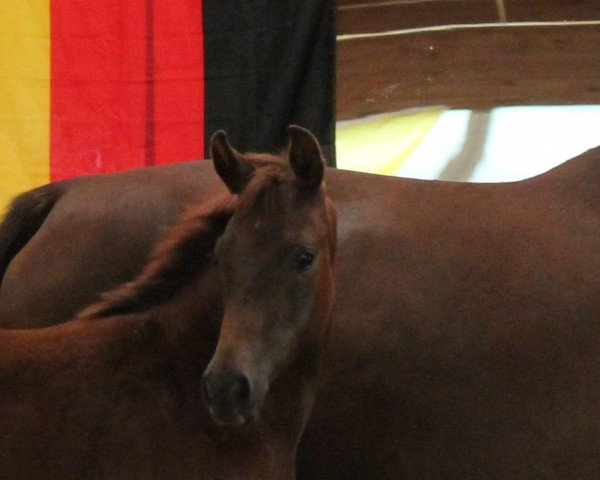 broodmare Bahita (German Warmblood, 2020, from Blue Hors Baron)