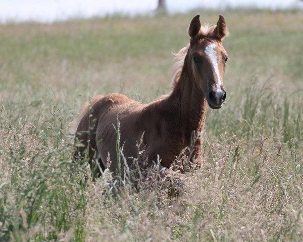 broodmare Magic Hope (German Warmblood, 2022, from Milky Way GF)