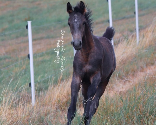 Springpferd Sahila (Deutsches Reitpferd, 2020, von Sommertraum)