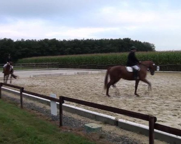 Dressurpferd Lisa (Westfale, 2006, von Lauries Crusador xx)