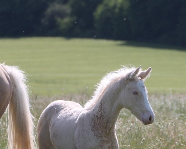 horse Milky Chance (German Warmblood, 2022, from Milky Way GF)