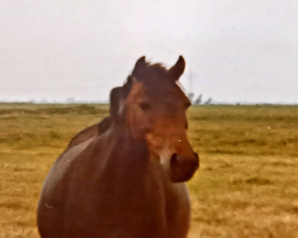 broodmare Cora (Welsh-Pony (Section B), 1976, from Heros)