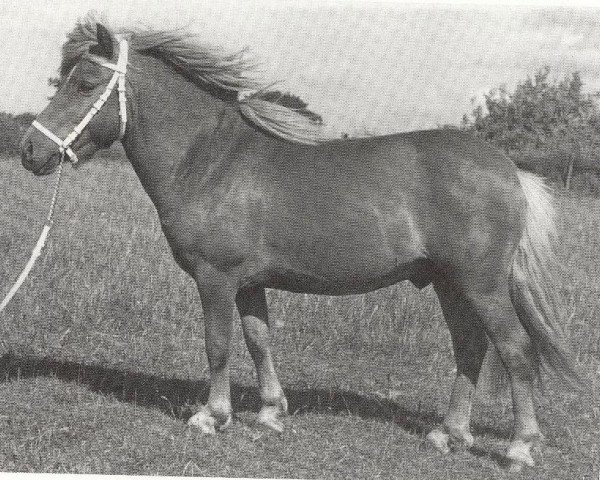 stallion Birk of Woodhall (Shetland Pony, 1961, from Hurtwood Rannoch) stallion Birk of Woodhall (Shetland Pony, 1961, from Hurtwood Rannoch)
