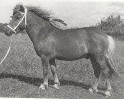Deckhengst Birk of Woodhall (Shetland Pony, 1961, von Hurtwood Rannoch)
