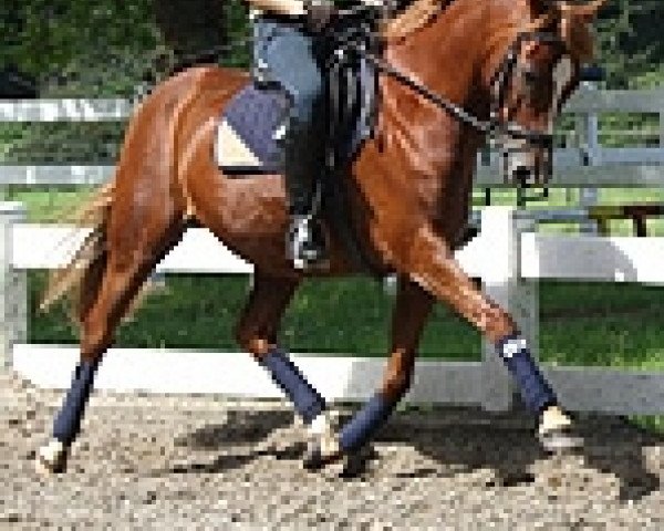 Dressurpferd King of Magic (Deutsches Reitpony, 2004, von King Bjuti)
