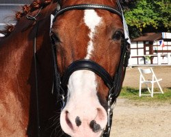 dressage horse Wolkentürmer (Hanoverian, 1998, from Wolkentanz I)