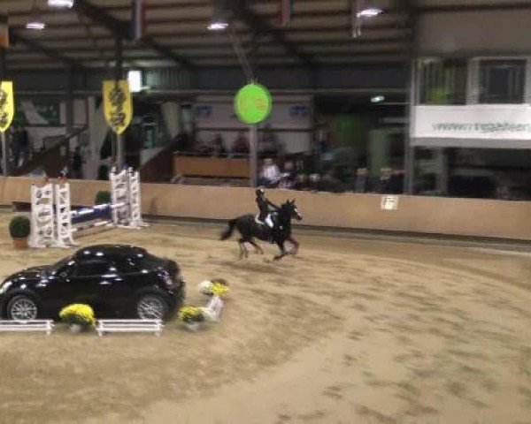 jumper Mrs. Bunny (German Riding Pony, 2003, from Honeymoon Star)