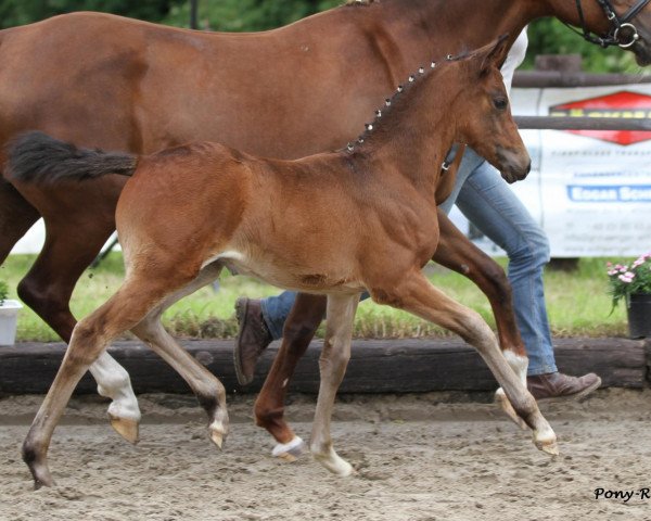 broodmare Ratina xs (German Riding Pony, 2012, from Rex the Robber)