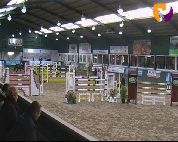 jumper Vento di Combiamento (KWPN (Royal Dutch Sporthorse), 2003, from VDL Sheraton)