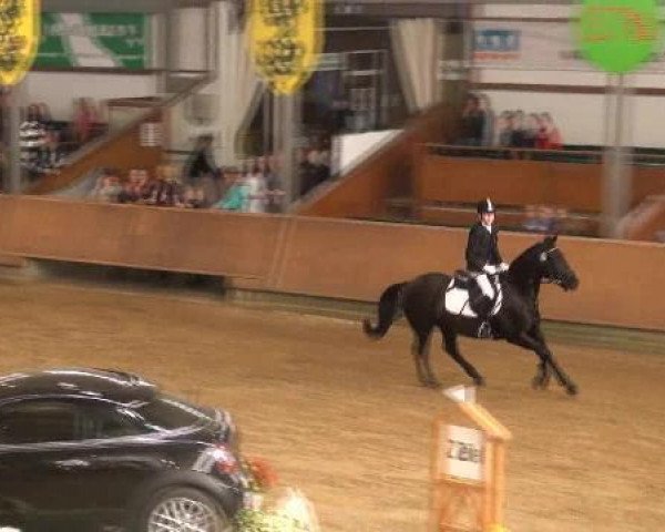 dressage horse Calypso 404 (New Forest Pony, 2000, from Cadillac)