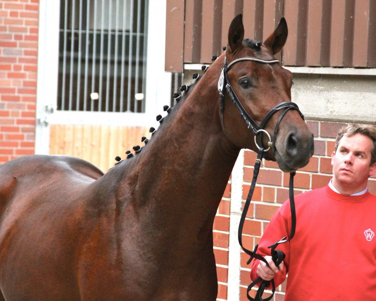 Cavalo de saltos Caliqulas (Westfaliano, 2010, de Cordato) - Münster-Handorf 16. Oktober 2012 NRW Vorauswahl 2012 für 2-jährige Reitpferdehengste zur NRW-Hauptkörung 2012, Foto H. Erfling