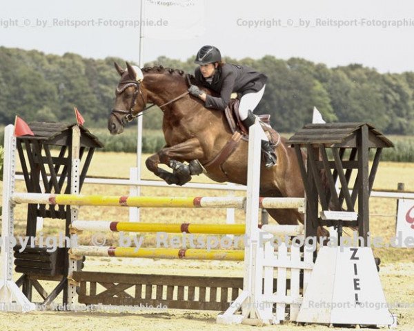 Springhest Attention 60 (Westfalere, 2005, fra Nicht gekört)