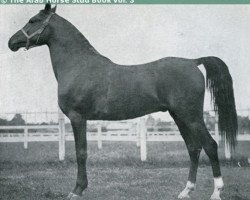 stallion Houbaran ox (Arabian purebred, 1923, from Aldebaran ox)