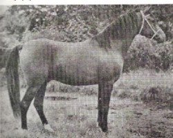 stallion Saoud ox (Arabian purebred, 1946, from Houbaran ox)