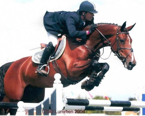 broodmare Narcotique II de Muze (Belgium Sporthorse, 1997, from Darco)