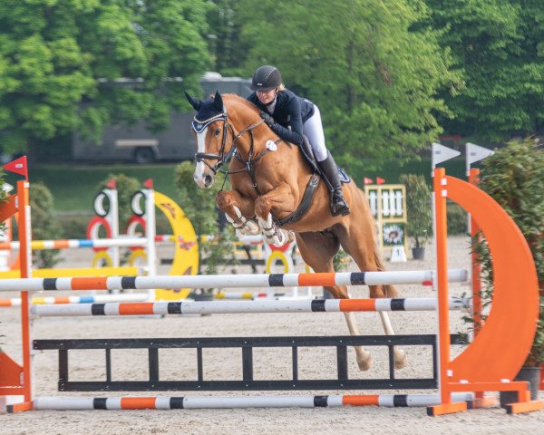 jumper Quatro van Bertheim (Belgian Warmblood, 2016, from Vigo d'Arsouilles)