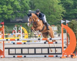 Springpferd Quatro van Bertheim (Belgisches Warmblut, 2016, von Vigo d'Arsouilles)