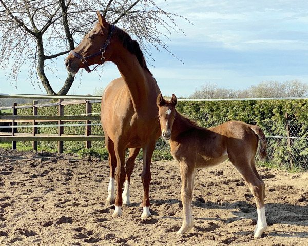 Pferd Filencia (Westfale, 2021, von Celencio)
