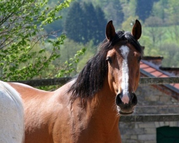 broodmare Cleo (Oldenburg, 2004, from Conterno Grande) broodmare Cleo (Oldenburg, 2004, from Conterno Grande)