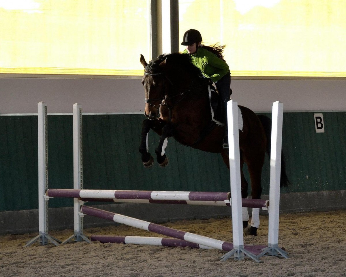 Cavallo da salto Lucky-Go (Oldenburger, 2002, di Lucky Ghost)