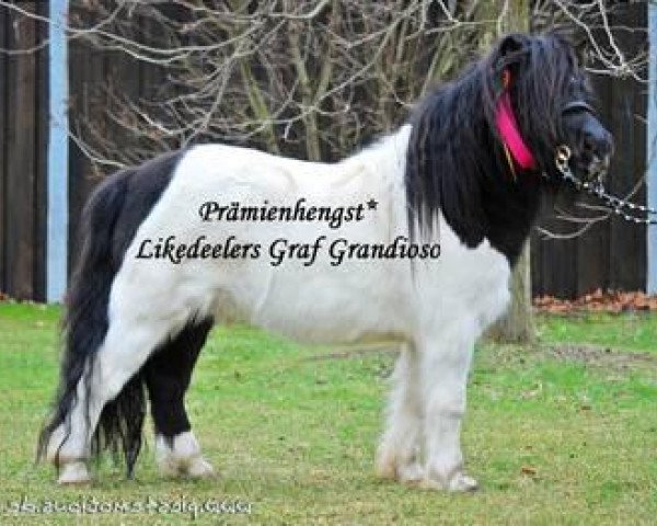 horse Likedeelers Graf Grandioso (Shetland Pony, 2007, from Likedeelers Galileo) horse Likedeelers Graf Grandioso (Shetland Pony, 2007, from Likedeelers Galileo)