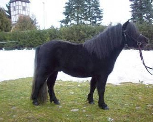 horse Index (Shetland Pony, 2008, from Ian Mc Fa)