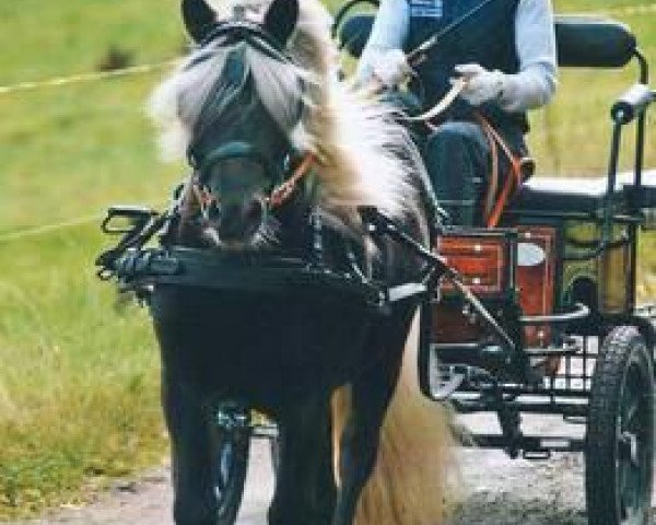 stallion Pepper (Shetland Pony, 2004, from Poseidon) stallion Pepper (Shetland Pony, 2004, from Poseidon)