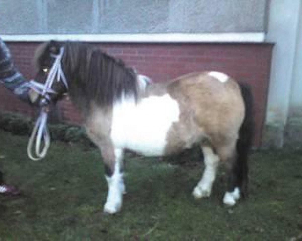 stallion Karon III (Shetland Pony, 2001, from Karli)