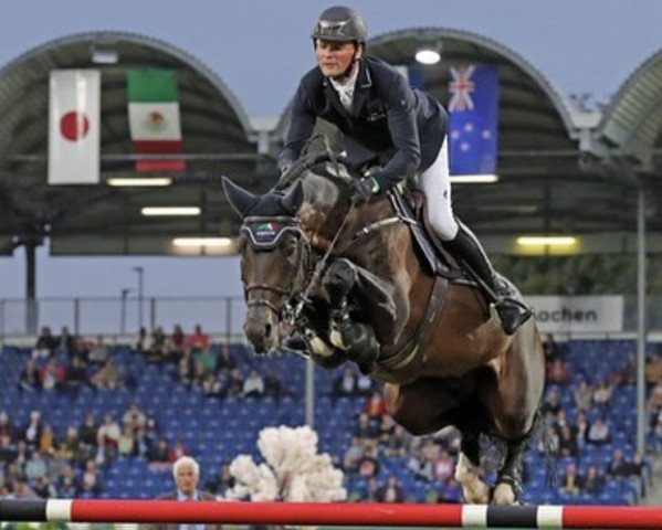 stallion Don Diarado (Rhinelander, 2009, from Diarado)