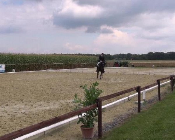 Dressurpferd Witano 14 (Westfale, 2004, von Wolkentanz II)