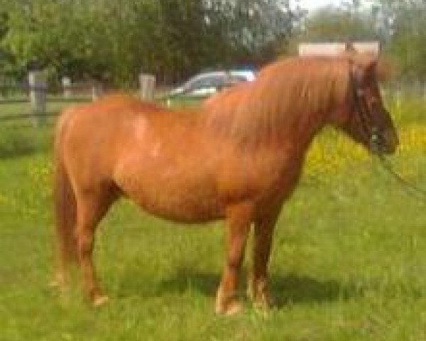 horse Leni vom Purnitzgrund (Shetland Pony, 2000, from Bob)